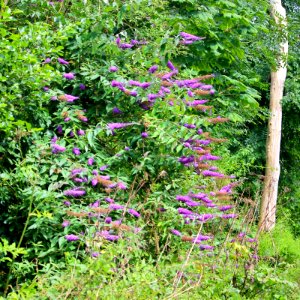 A Buddleia davidii photo