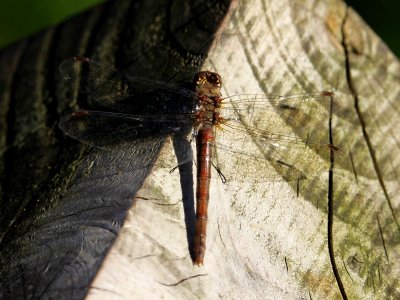 Dragonfly 02