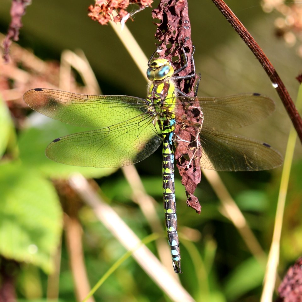 Sleeping Dragonfly