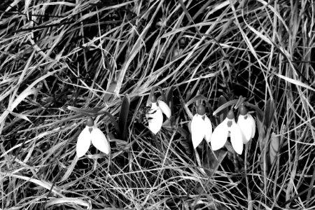 black and white