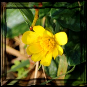 Bee Food.
