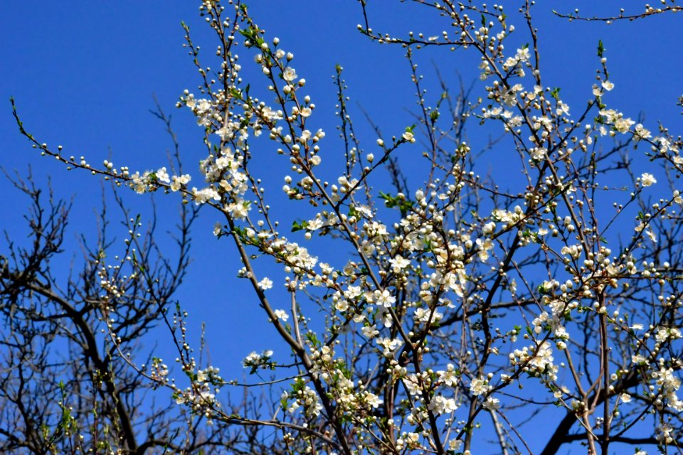 Spring 2014
