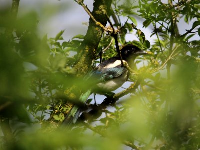 Marmite Bird 01 photo