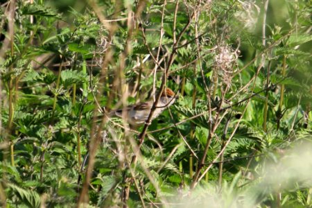 Blackcap Female photo