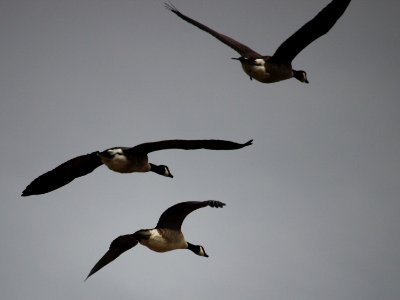 "Watch out below", says incontinent Goose. photo