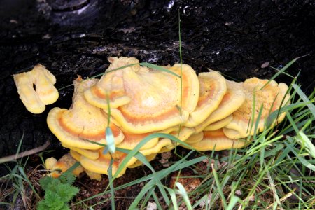 Fungus 2 photo