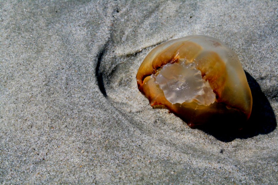 Jellyfish photo