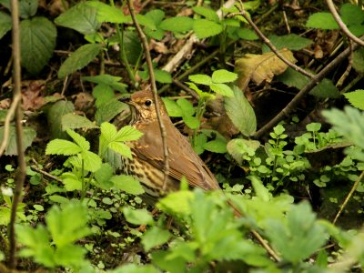 Thrush worm hunting. photo