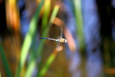Flying dragonfly photo