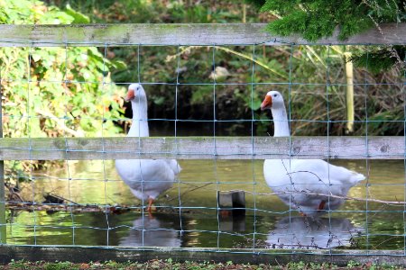 Guard Geese photo