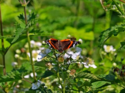 Red Admiral photo