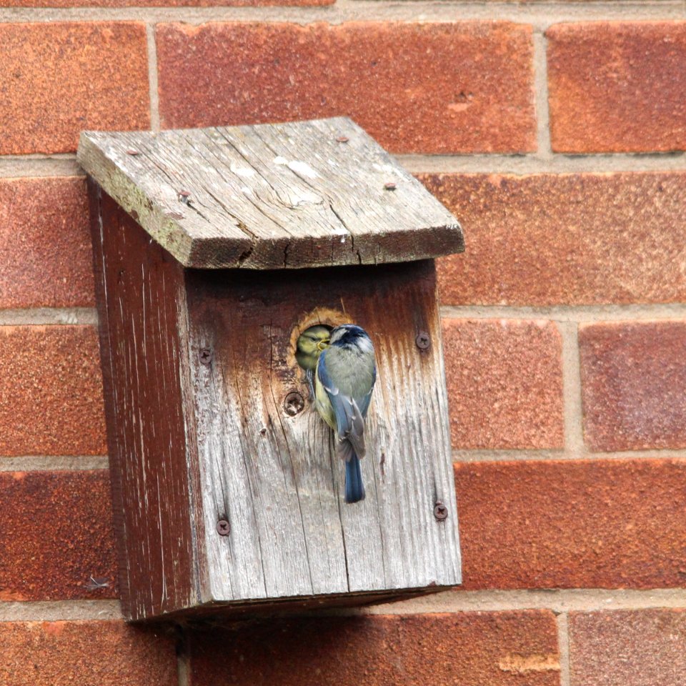 Nest Box Action 04