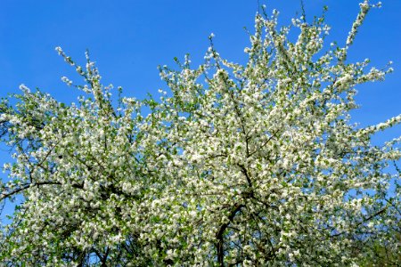 Flowers of spring
