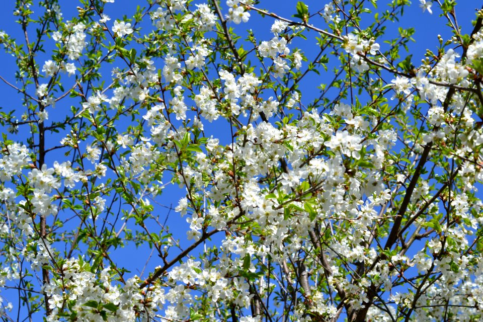 The trees bloomed