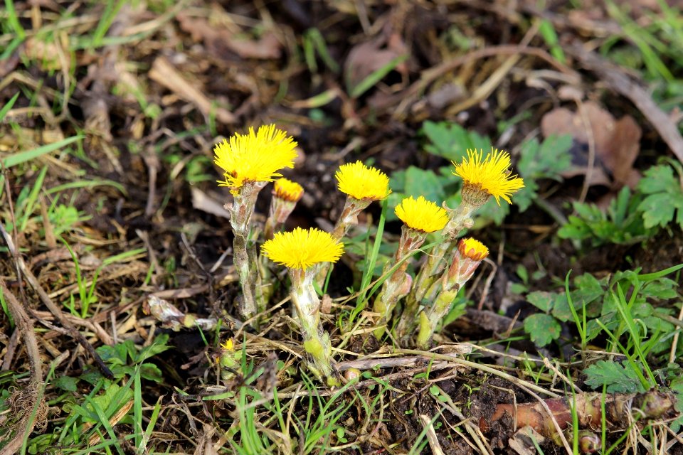 Coltsfoot