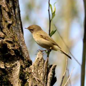 Chiffchaff photo