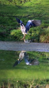 Grey Heron 02 photo