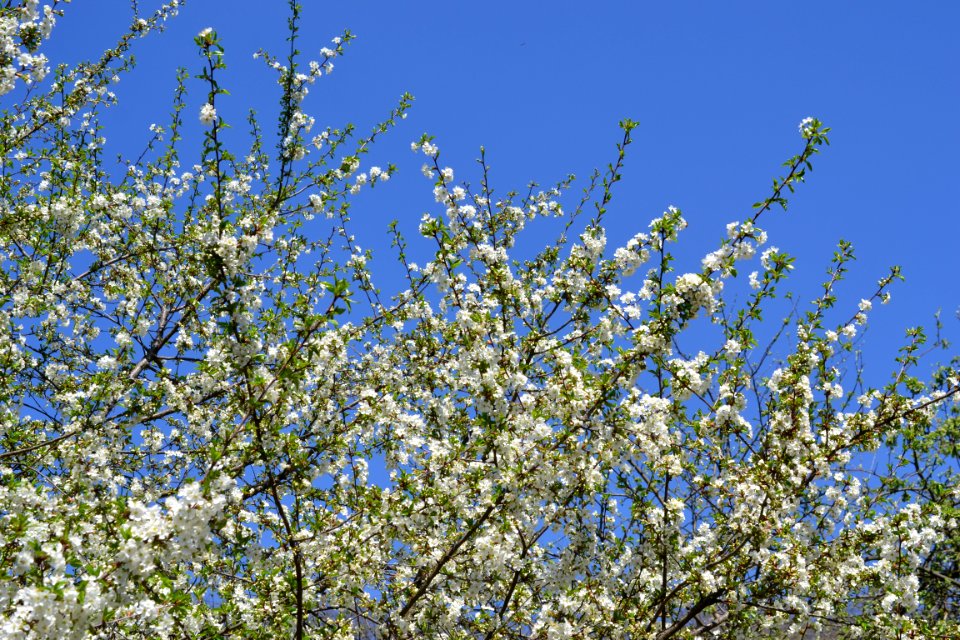 The trees bloomed