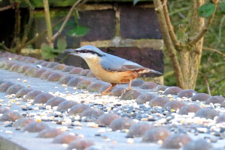 Nuthatch, Sitta europaea.