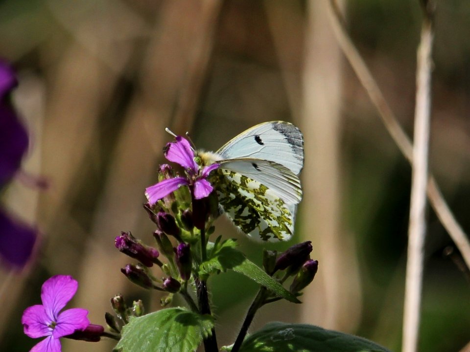 Orange Tip Female 2