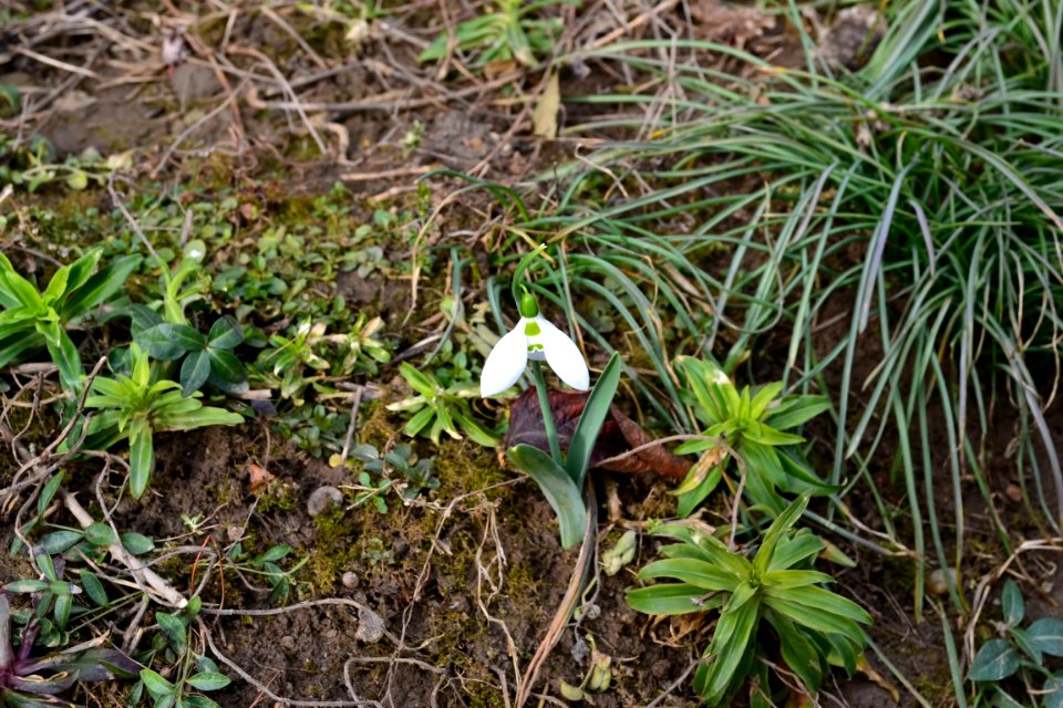 Snowdrops in February