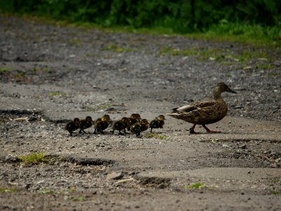 Marching Mallards