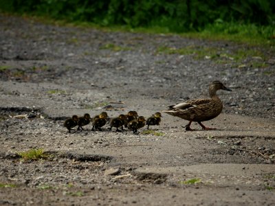 Marching Mallards photo