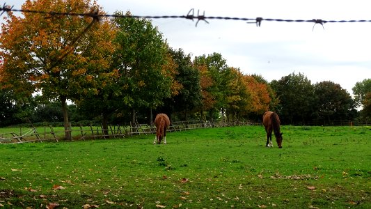 Autumn Paddock photo