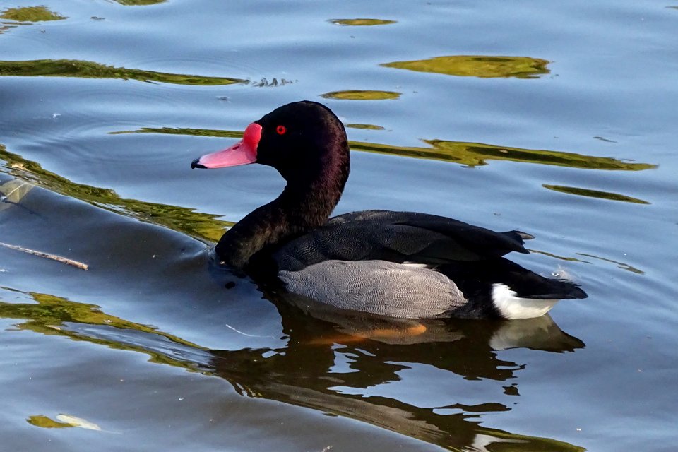 Rosy-billed pochard
