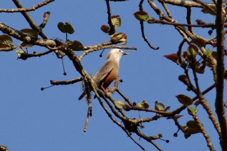 Sturnia blythii bird avian
