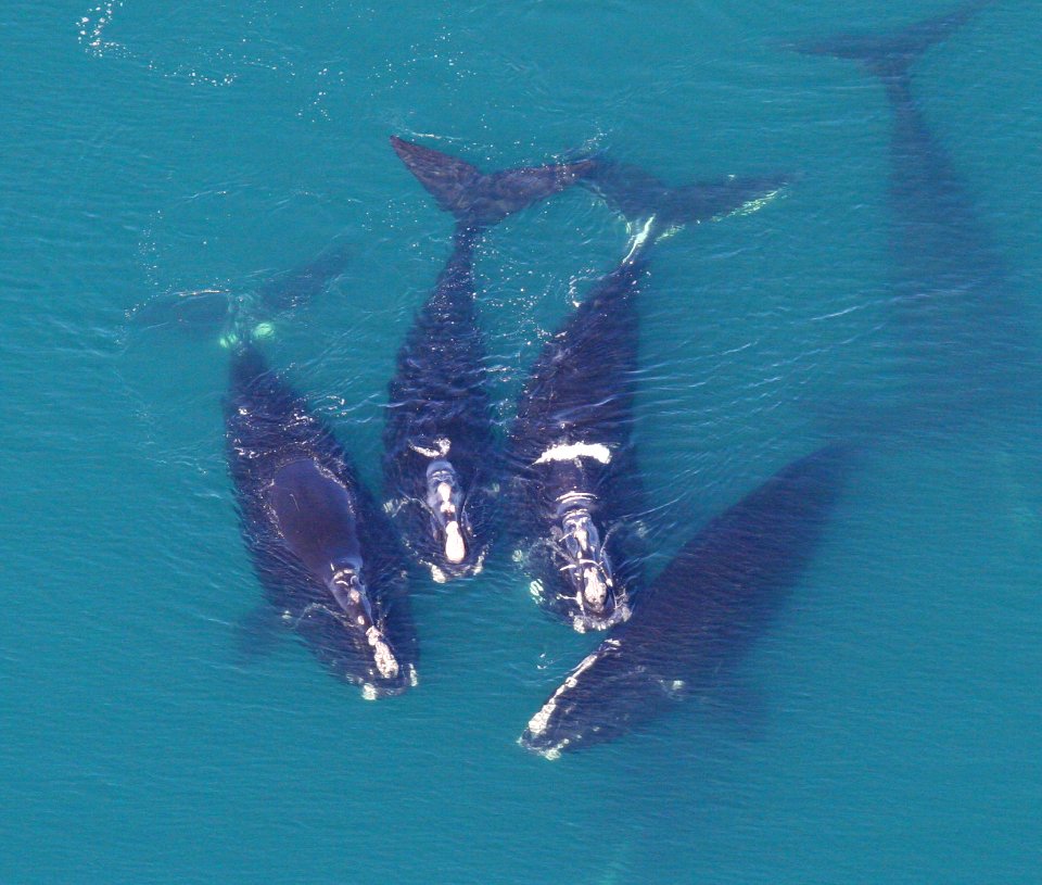 GRNMS - North Atlantic Right Whales