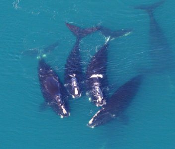 GRNMS - North Atlantic Right Whales photo