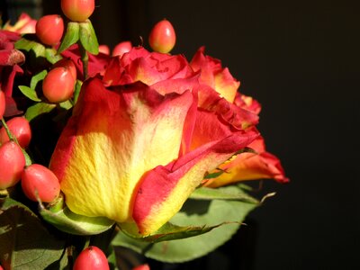 Flower red yellow