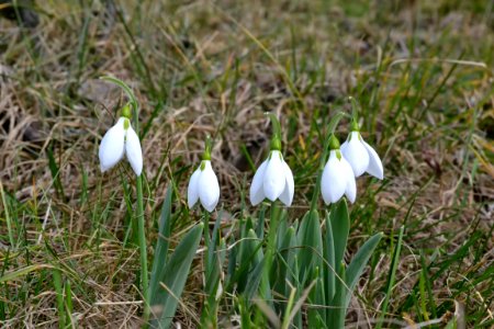Snowdrops in February