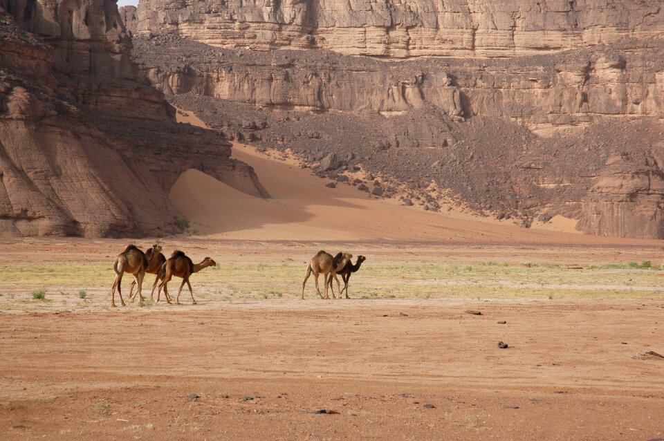 Sahara desert camels