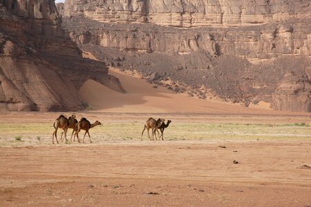Sahara desert camels