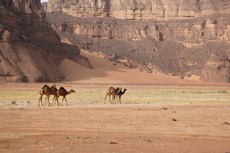 Sahara desert camels photo