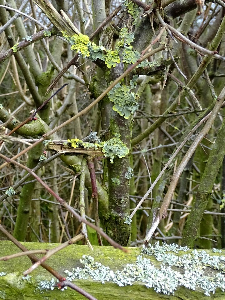 Lichen