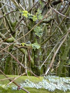 Lichen photo