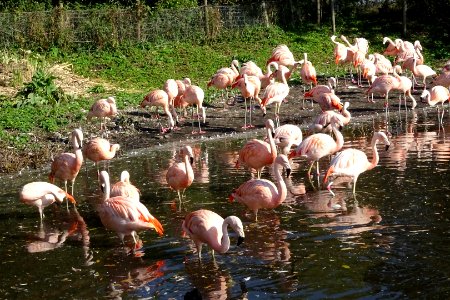 wwt flamingo 01 photo
