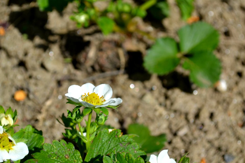 Strawberry flower