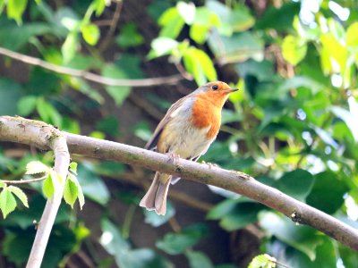 Robin photo