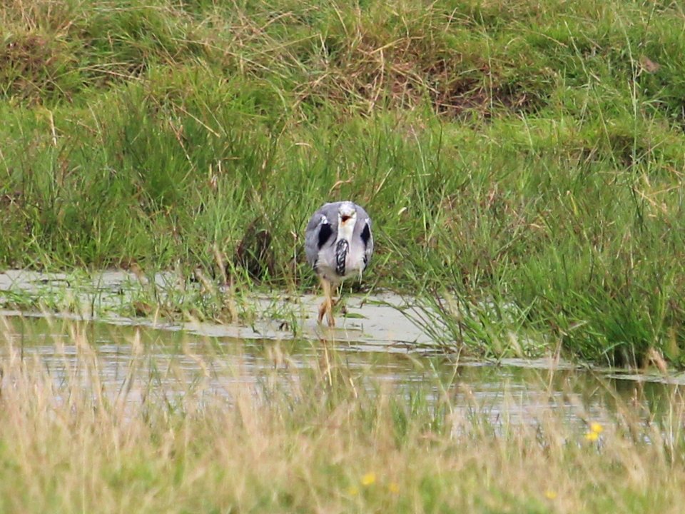 "You're too far away" says Laughing Heron