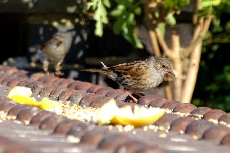 Bokeh Dunnnock photo