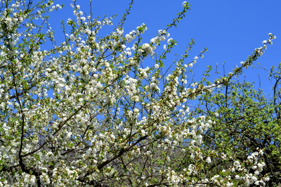 The trees bloomed