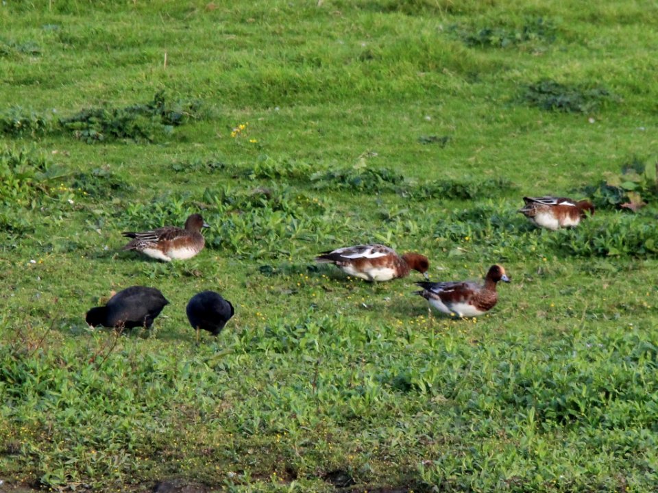 Some Ducks and a Pair of Coots