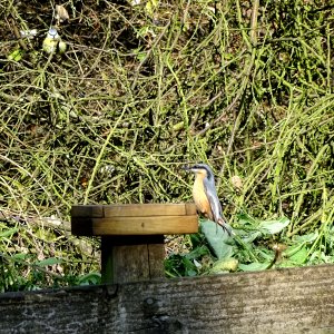 Nuthatch and Tit photo