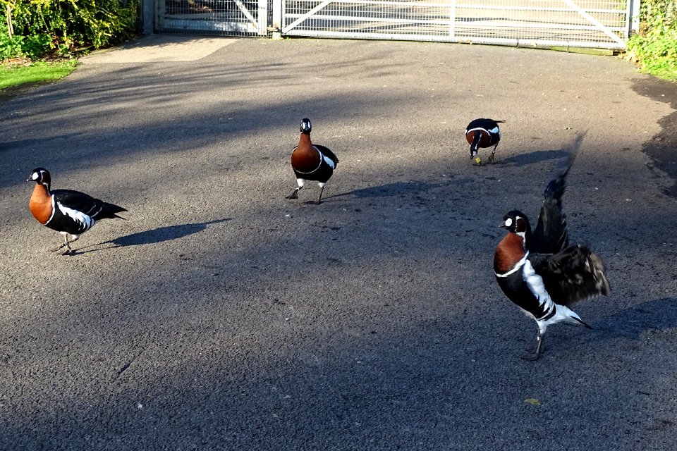 Red Breasted Geese