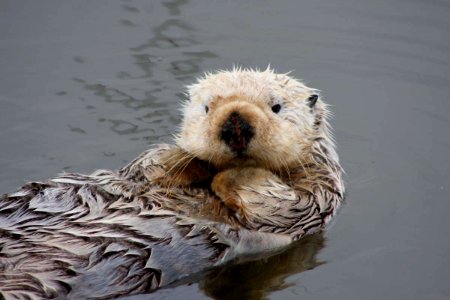 MBNMS - sea otter photo