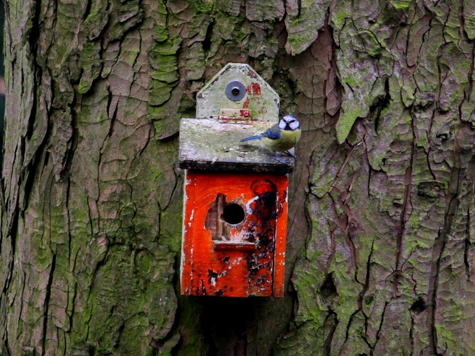 Blue Tit on a Red Tit Box
